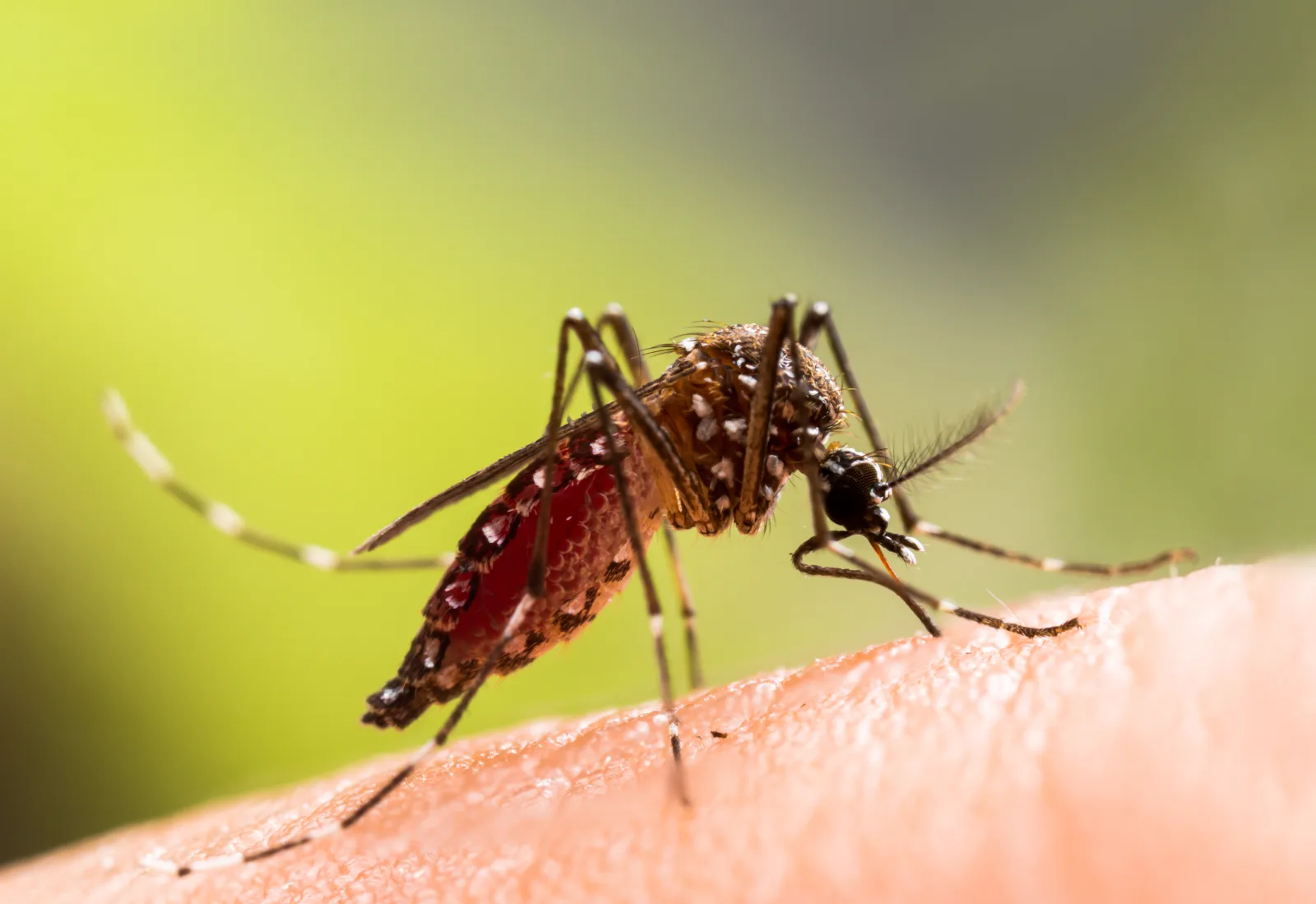 Mosquito Aedes aegypti, transmisor del dengue, en primer plano